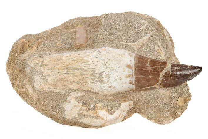 Fossil Rooted Mosasaur (Prognathodon) Tooth In Rock- Morocco #217467